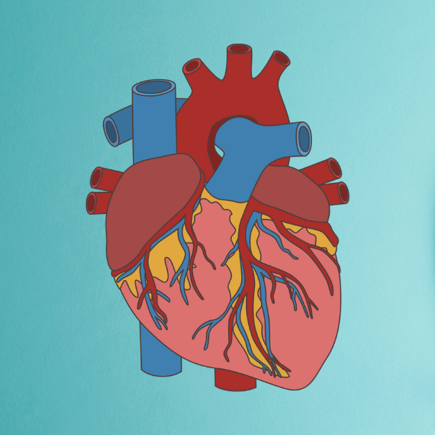 Circulatory System