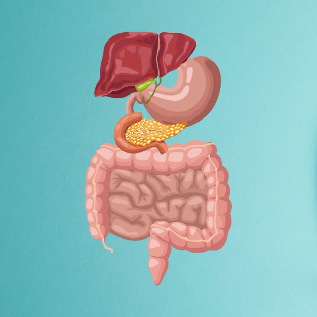 Digestive Sytem