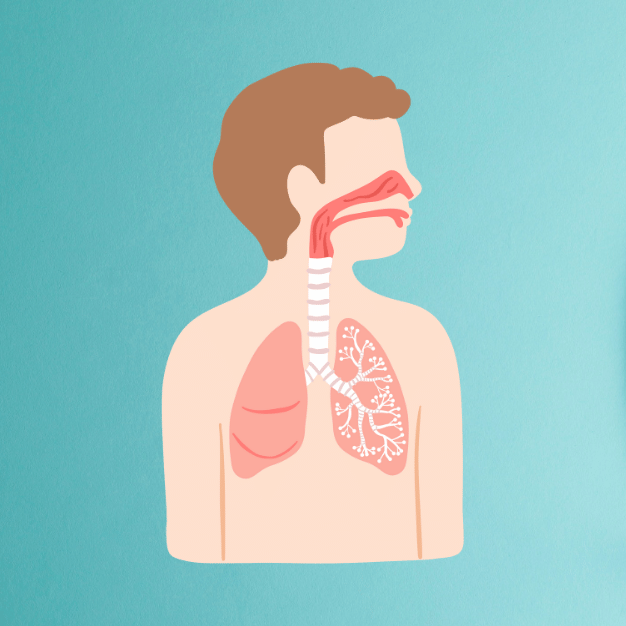 Respiratory System