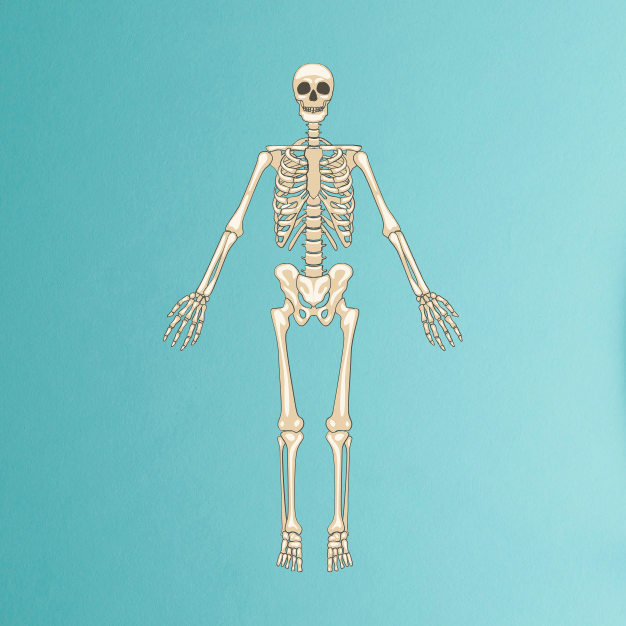 Skeletal System