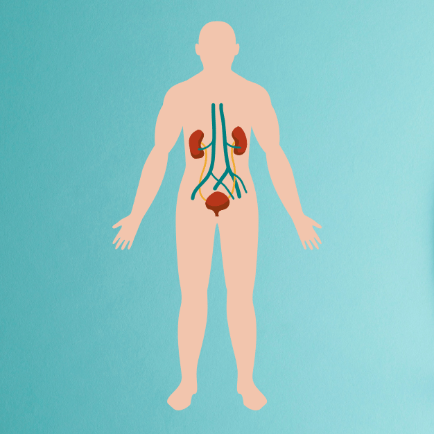 Urinary System